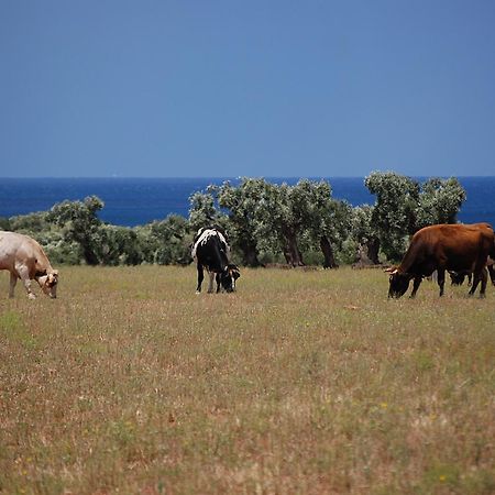 Masseria Palombara Grande 奥斯图尼 外观 照片