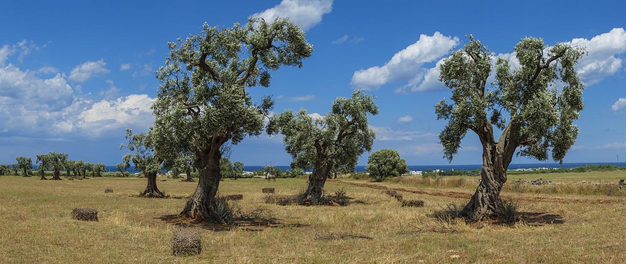 Masseria Palombara Grande 奥斯图尼 外观 照片